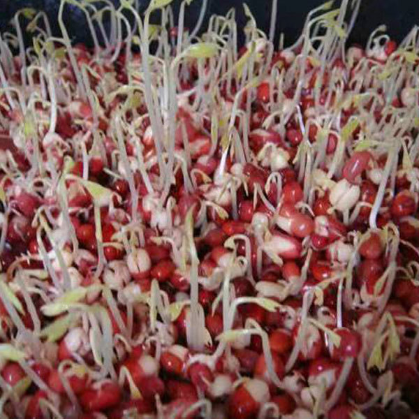 Red bean sprouting seeds 1kg