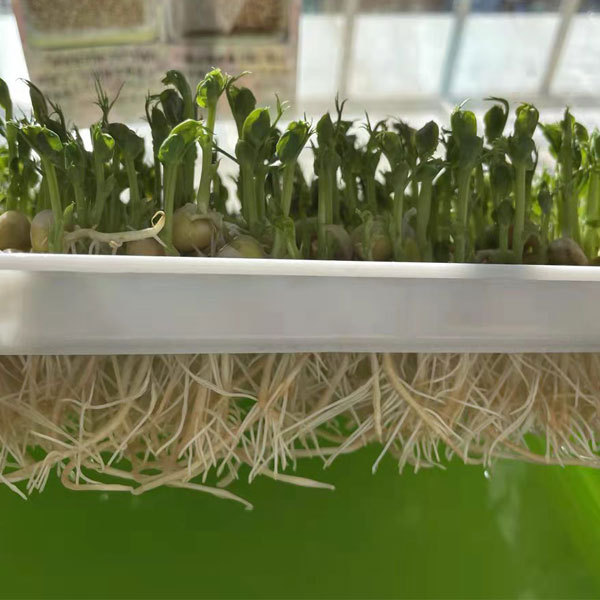 White pea sprouting seeds 1kg