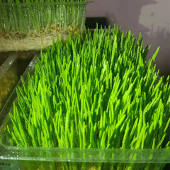 Wheat sprouting seeds 1kg