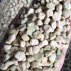 Pine willow sprouting seeds 1kg