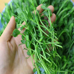 Grey pea sprouting seeds 1kg