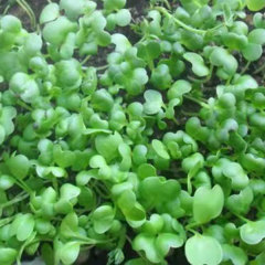 Pakchoi sprouting seeds 1kg