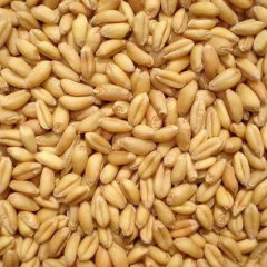 Wheat sprouting seeds 1kg