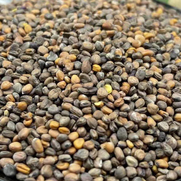 Purple radish sprouting seeds 1kg