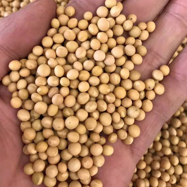 Soybean sprouting seeds 1kg