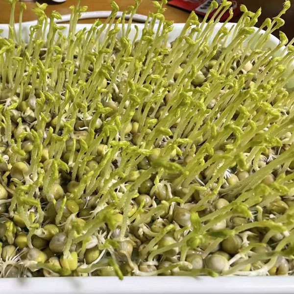 Green pea sprouting seeds 1kg