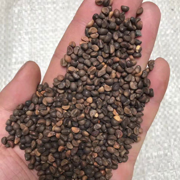 Water spinach sprouting seeds 1kg