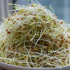 Hyacinth bean sprouting seeds 1kg