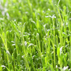 Pine willow sprouting seeds 1kg