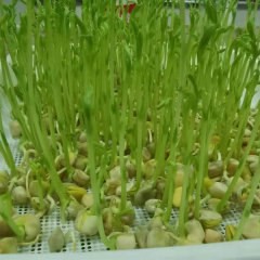 Pine willow sprouting seeds 1kg