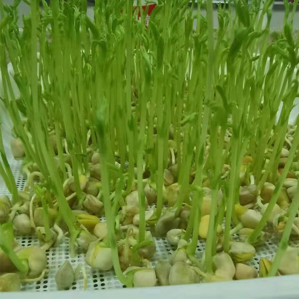 Pine willow sprouting seeds 1kg