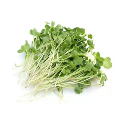 White radish sprouting seeds 1kg