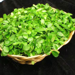Toona sinensis sprouting seeds 1kg