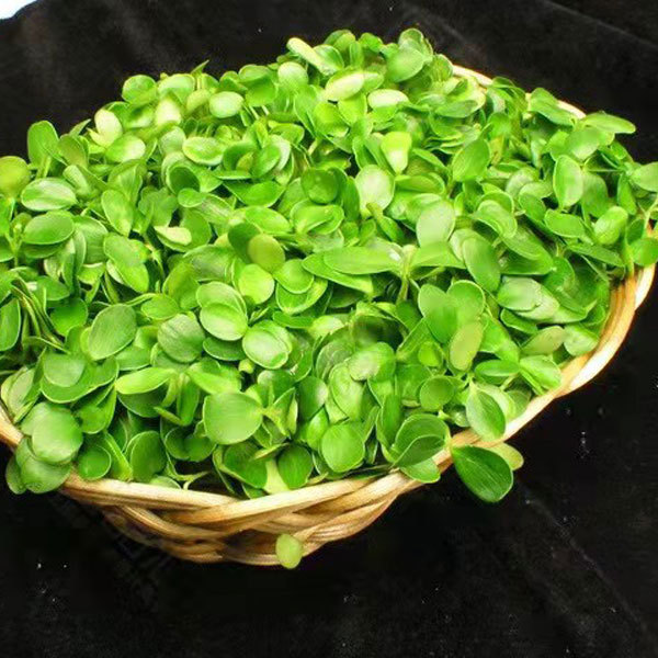 Toona sinensis sprouting seeds 1kg