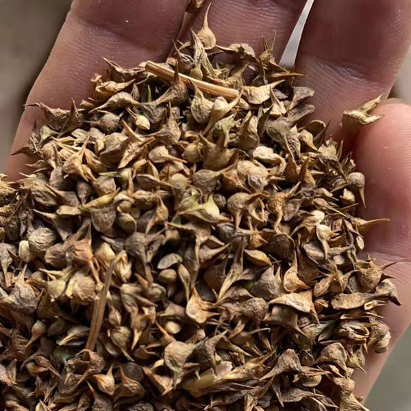 spinach sprouting seeds 1kg