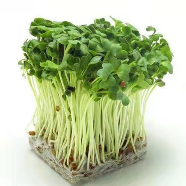 White radish sprouting seeds 1kg
