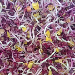 Purple radish sprouting seeds 1kg
