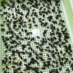 Oil sunflower sprouting seeds 1kg