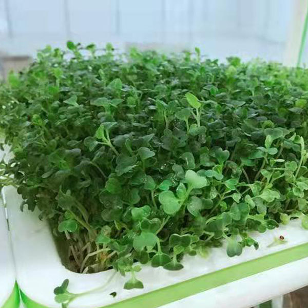 Pakchoi sprouting seeds 1kg