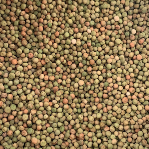 Jequirity bean sprouting seeds 1kg