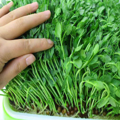 Grey pea sprouting seeds 1kg
