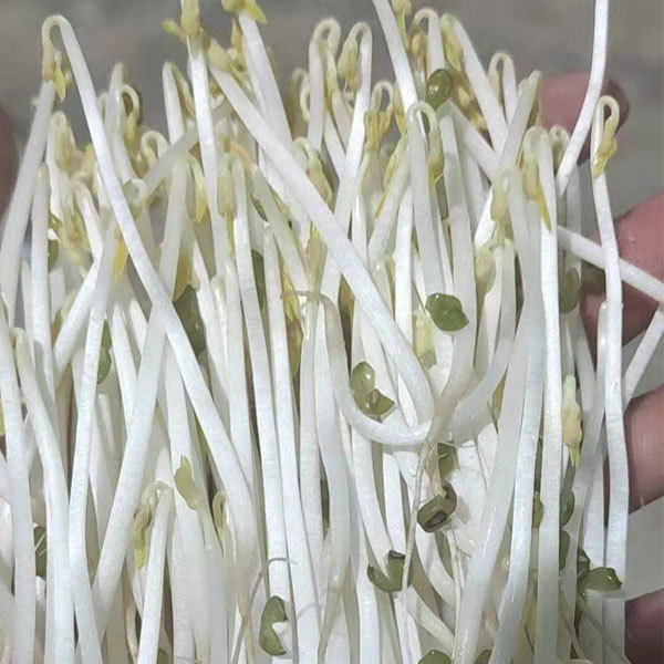 Mung bean sprouting seeds 1kg
