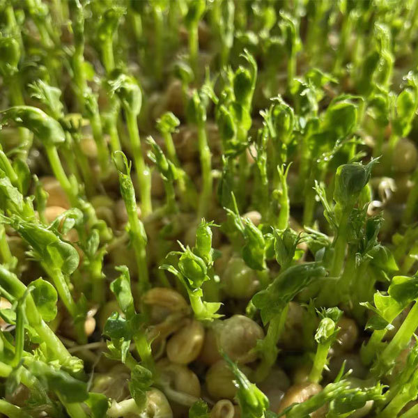 White pea sprouting seeds 1kg