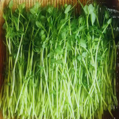 Jequirity bean sprouting seeds 1kg