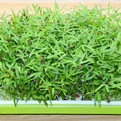Water spinach sprouting seeds 1kg