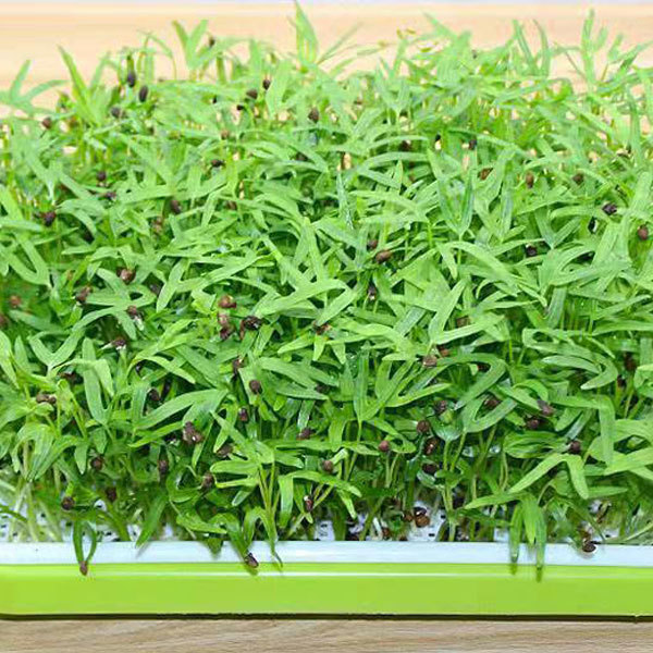 Water spinach sprouting seeds 1kg