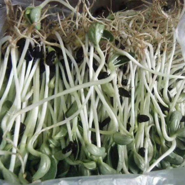 Black bean sprouting seeds 1kg