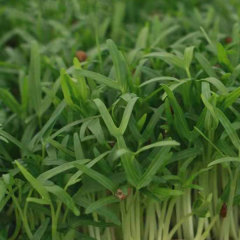 Water spinach sprouting seeds 1kg