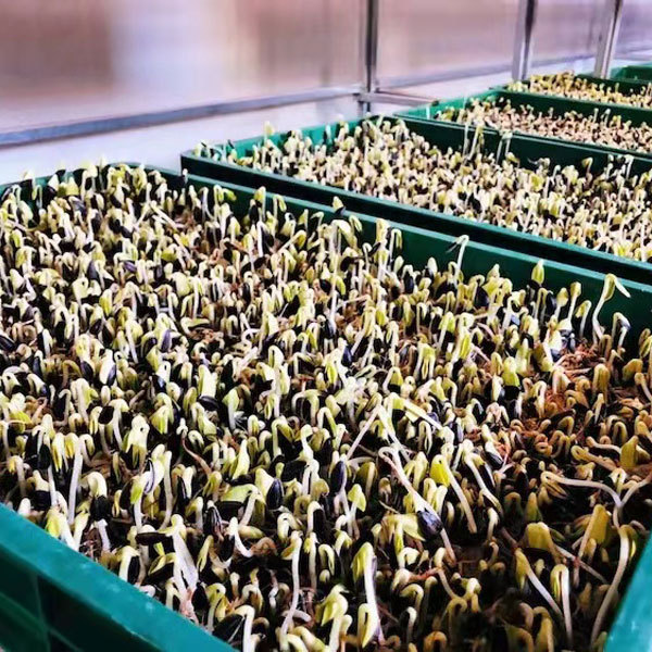 Oil sunflower sprouting seeds 1kg