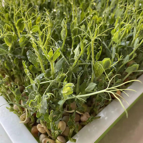 White pea sprouting seeds 1kg