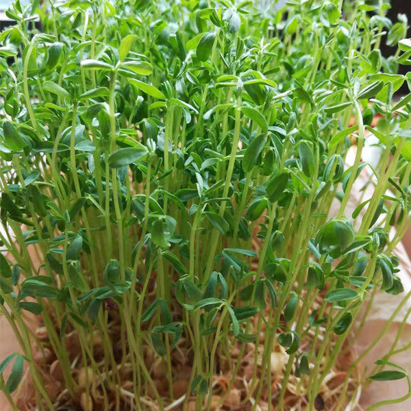 Hyacinth bean sprouting seeds 1kg