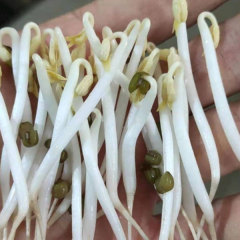 Mung bean sprouting seeds 1kg