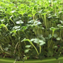 chinese little green sprouting seeds 1kg