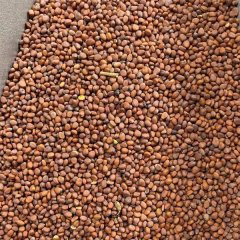 Red radish sprouting seeds 1kg