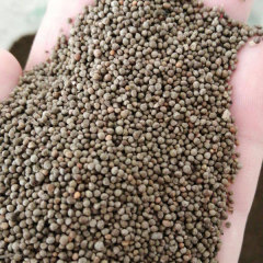Perilla sprouting seeds 1kg