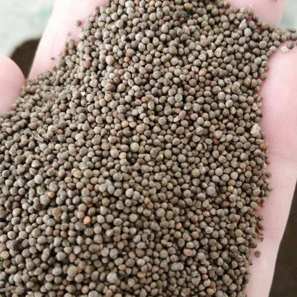 Perilla sprouting seeds 1kg