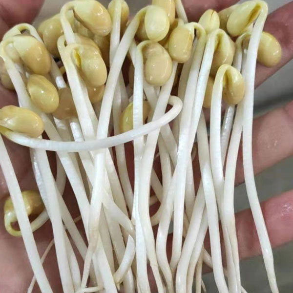 Soybean sprouting seeds 1kg