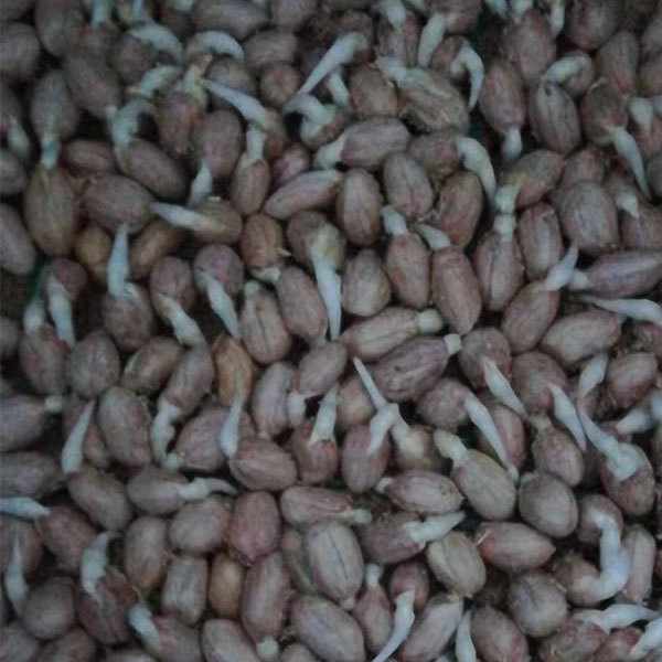 Peanut sprouting seeds 1kg