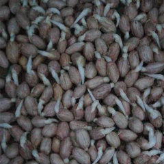 Peanut sprouting seeds 1kg