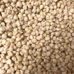 Corn sprouting seeds 1kg