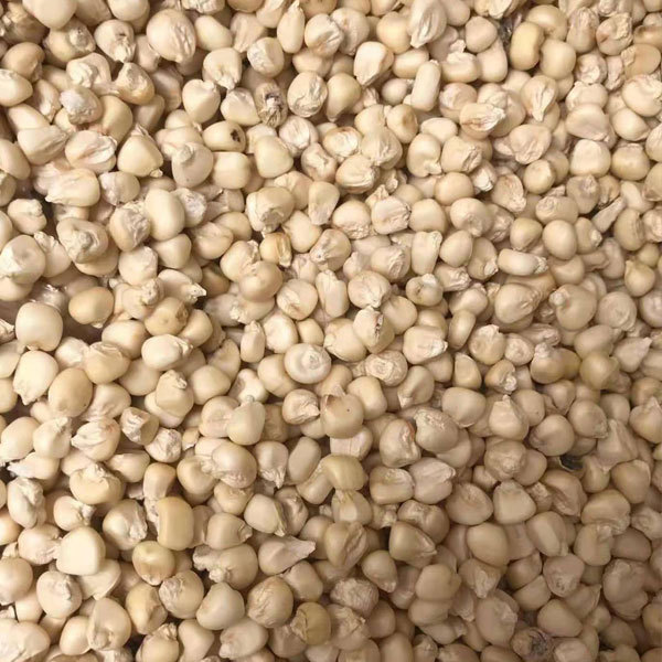 Corn sprouting seeds 1kg