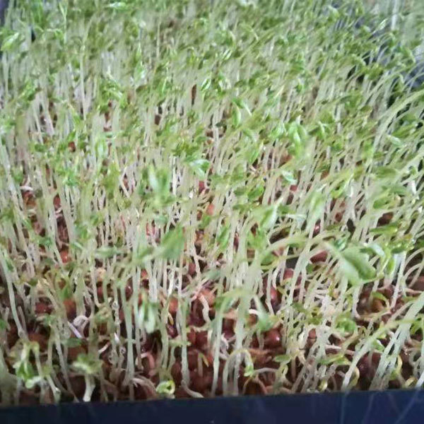 Hyacinth bean sprouting seeds 1kg