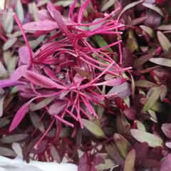 Red amaranth sprouting seeds 1kg