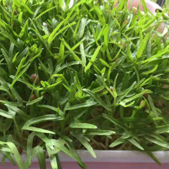 Water spinach sprouting seeds 1kg