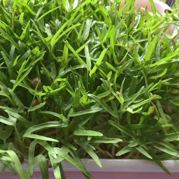 Water spinach sprouting seeds 1kg