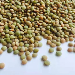 Hyacinth bean sprouting seeds 1kg